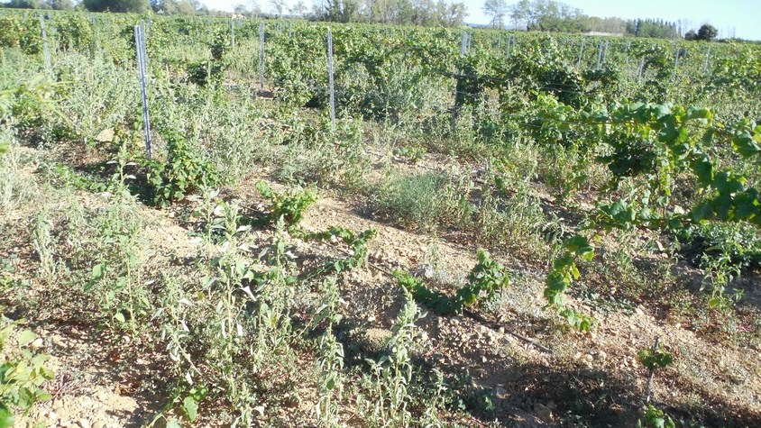 Défaut de croissance plants de vignes